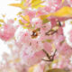 Have you seen cherry blossoms?