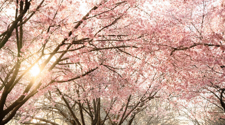 plum cherry blossoms congressional cemetary washington dc travel photographer 11